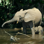 African Elephant. Photographer: Thomas Breuer