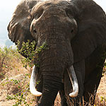 African Elephant. Photographer: Geir Kiste