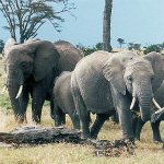 African elephant. Photogrpaher: Jan Arkesteijin
