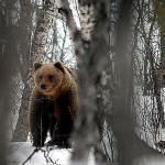 Brown Bear. Photographer: Steiner Wikan