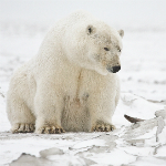 Polar bear. Photographer: Alan Wilson 