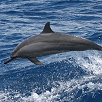 Spinner Dolphin. Photographer: Juney Ward