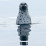 Spotted seal. Photographer: M Cameron