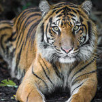 Sumatran tiger. Photographer: Nicollas Harrison
