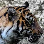 Sumantran tiger. Photographer: Wakeffra